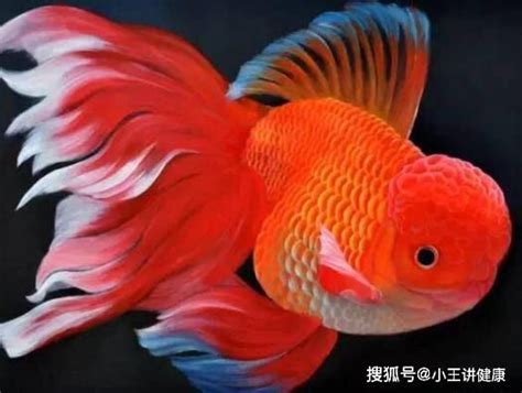 哪一種魚最好養